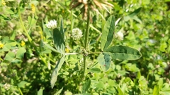 Trifolium squarrosum