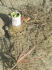 Pelophylax bedriagae