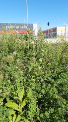 Trifolium squarrosum