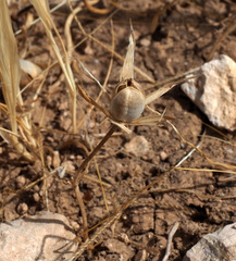 Gagea commutata