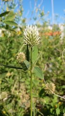 Trifolium squarrosum