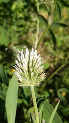 Trifolium squarrosum