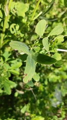 Trifolium squarrosum