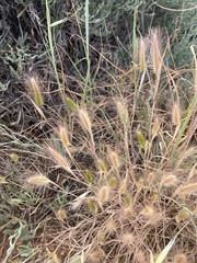 Hordeum marinum
