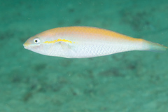 Stethojulis interrupta