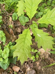 Oxalis dillenii