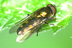 Platycheirus