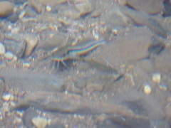 Pimelodella chagresi