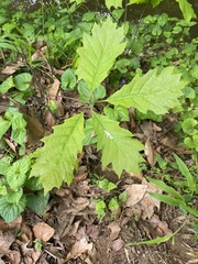 Oxalis dillenii