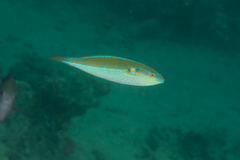 Stethojulis interrupta