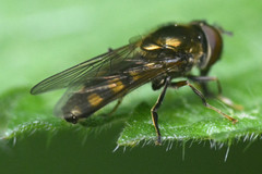 Platycheirus