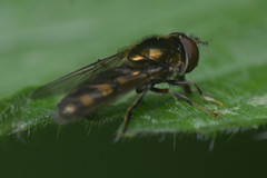 Platycheirus