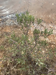 Limoniastrum monopetalum