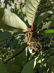 Daphniphyllum himalaense