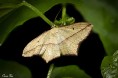 Timandra convectaria