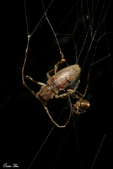 Bumetopia oscitans