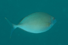 Siganus argenteus