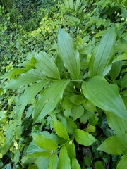 Polygonatum latifolium