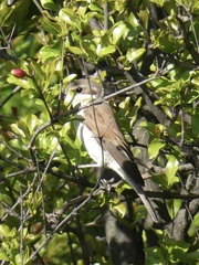 Lanius collurio