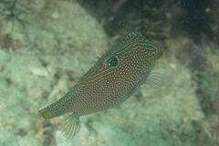 Canthigaster papua