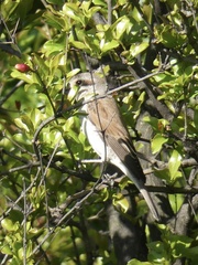 Lanius collurio