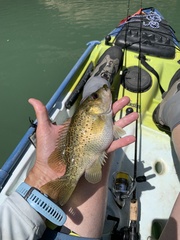 Ambloplites constellatus