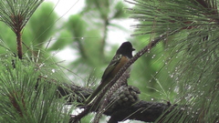 Pipilo maculatus macronyx