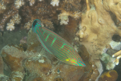 Halichoeres melanurus