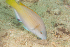 Scarus hypselopterus