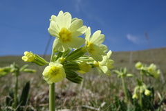 Primula intricata