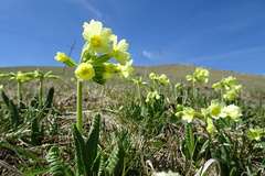 Primula intricata