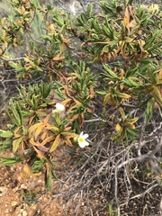 Cistus monspeliensis