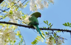 Psittacula krameri