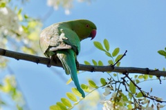 Psittacula krameri