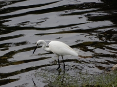 Egretta garzetta
