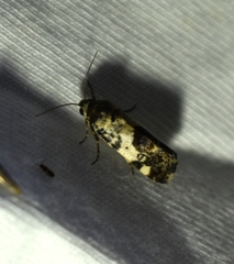 Ponometia phecolisca