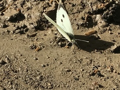 Pieris brassicae