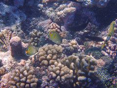Chaetodon pelewensis