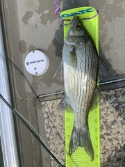 Morone chrysops × saxatilis