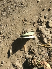 Pieris brassicae