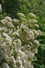 Magnoliopsida