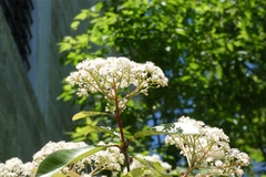 Magnoliopsida