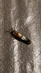 Distremocephalus texanus