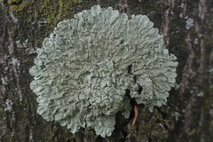 Flavoparmelia soredians