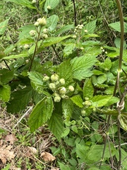 Rubus