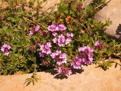 Thymus callieri