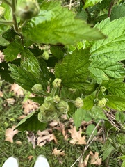 Rubus