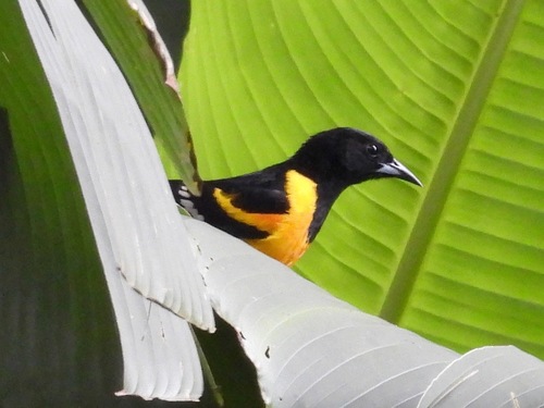 Bar-winged Oriole (Icterus maculialatus), photo 9