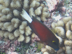 Ctenochaetus flavicauda