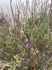 Limoniastrum monopetalum